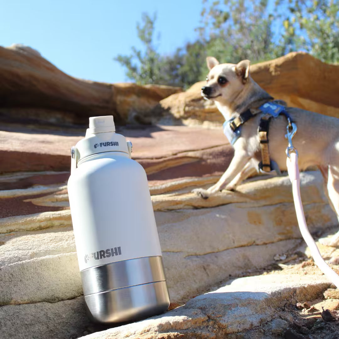 3-in-1 Insulated Dog Bottle System